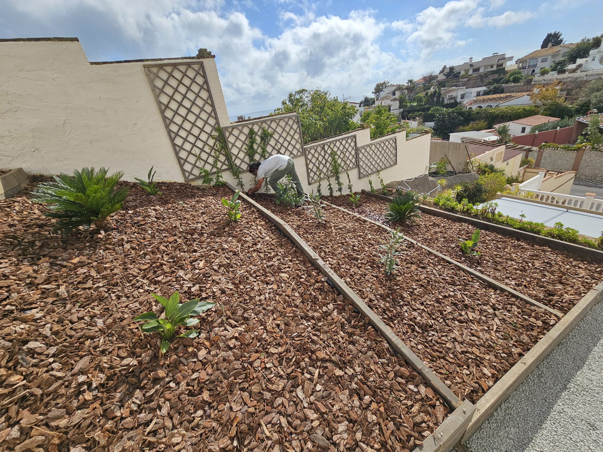 After photo of the garden redeveloped with timber frames, mulch, and new planting