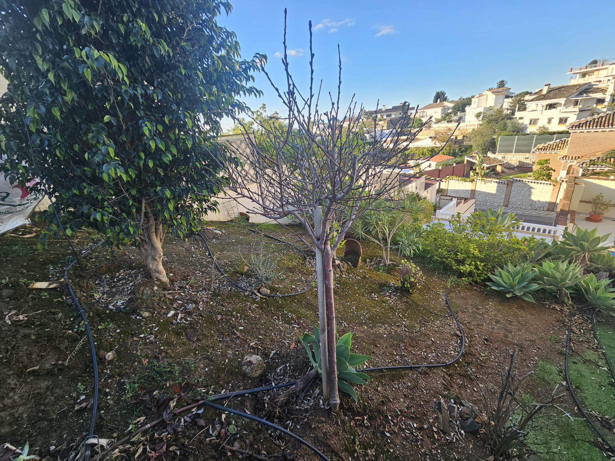 Before photo of an untidy garden in Spain