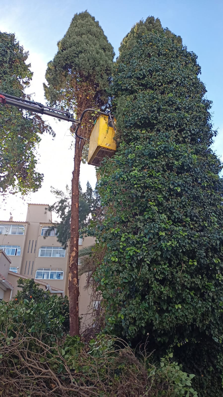 Using a cherry picker for tree surgery Costa del Sol