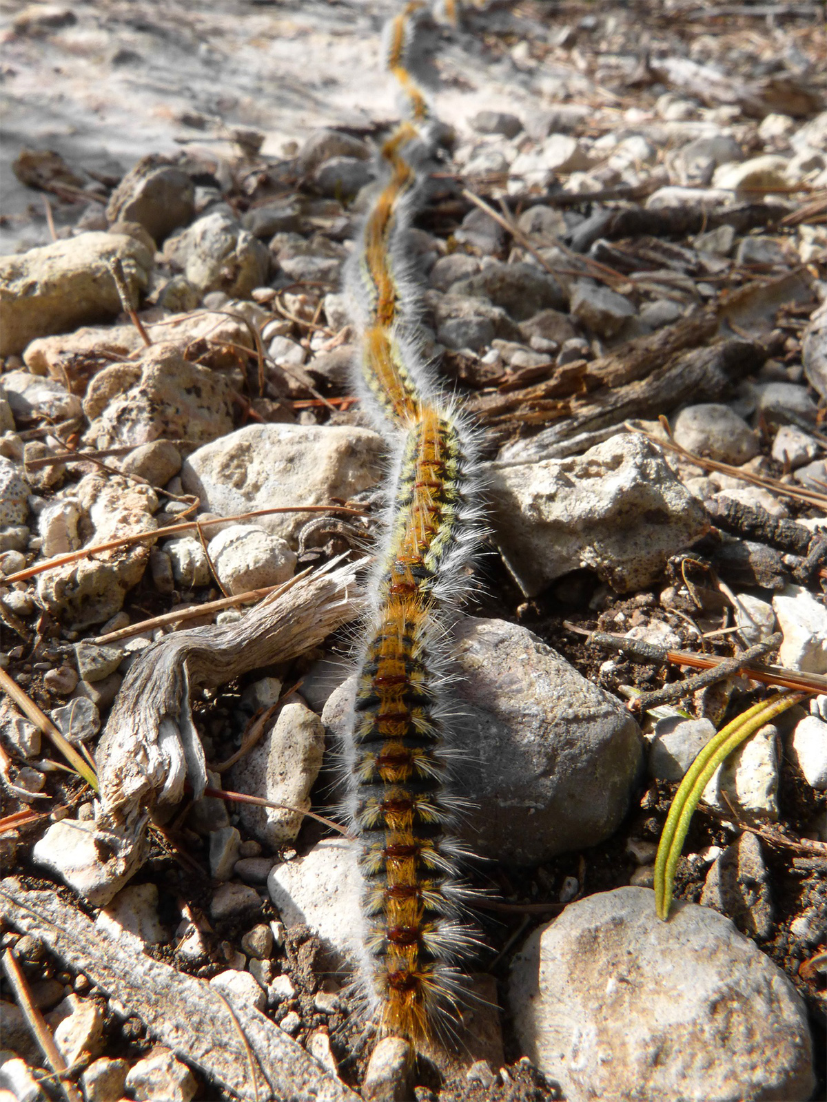 Pine caterpillar, Costa del Sol