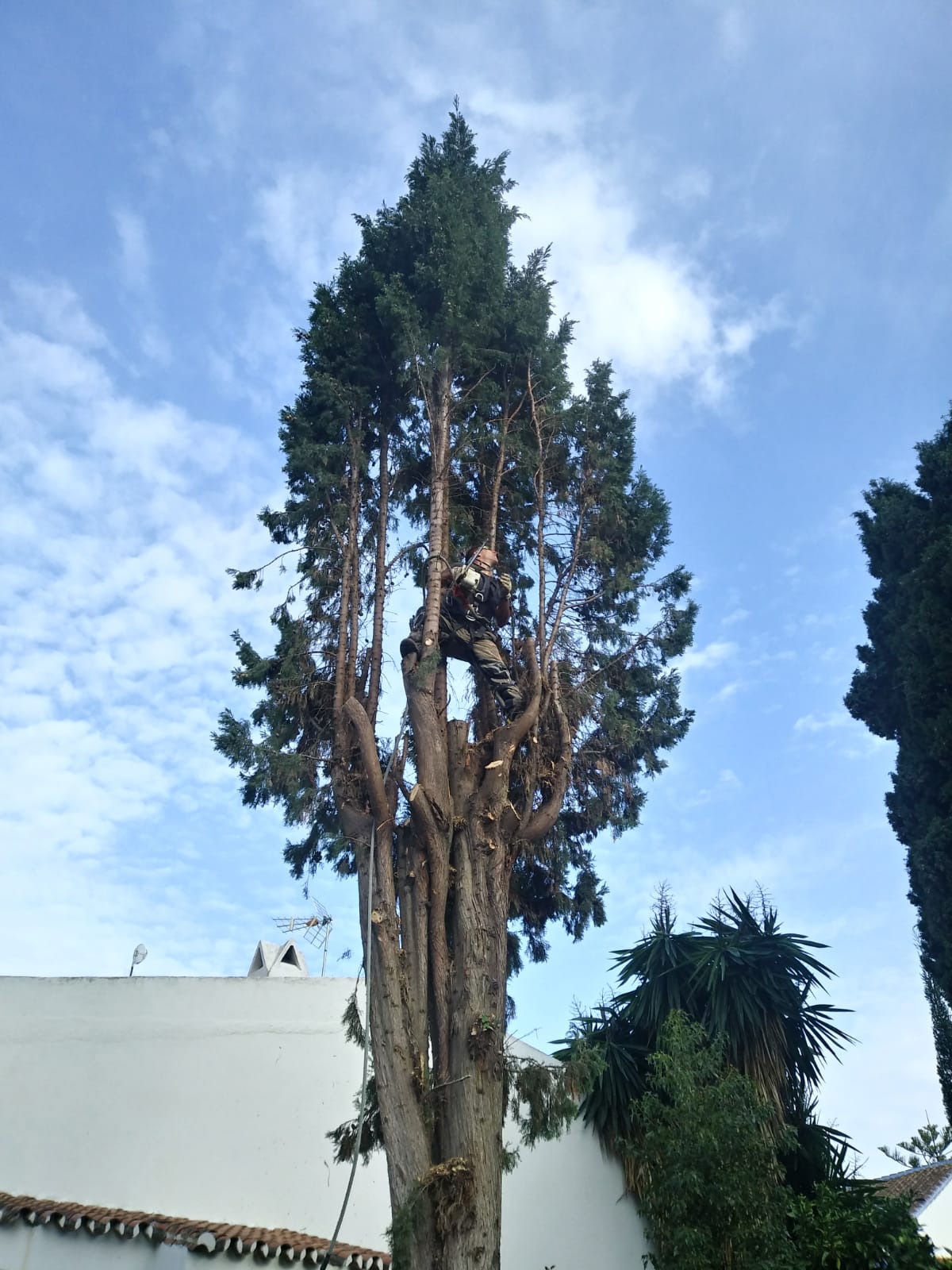 Height pruning and professional surgery for all heights and species of tree, Costa de Sol