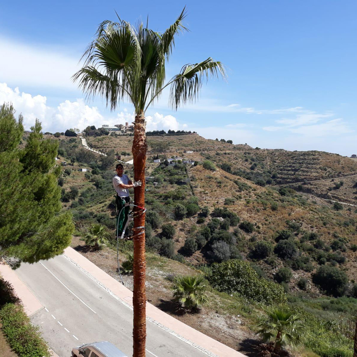 Tree surgery costa del sol